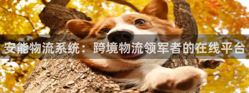28圈二维码：安能物流系统：跨境物流