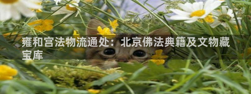 28圈注册入口与教程：雍和宫法物流通